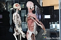 VBS_3038 - Mostra Body Worlds